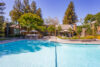 Large swimming pool blue lounge seating, tall redwood trees outline the pool area.